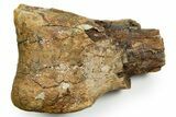 Triceratops Metatarsal Bone Section - Wyoming #371507-1